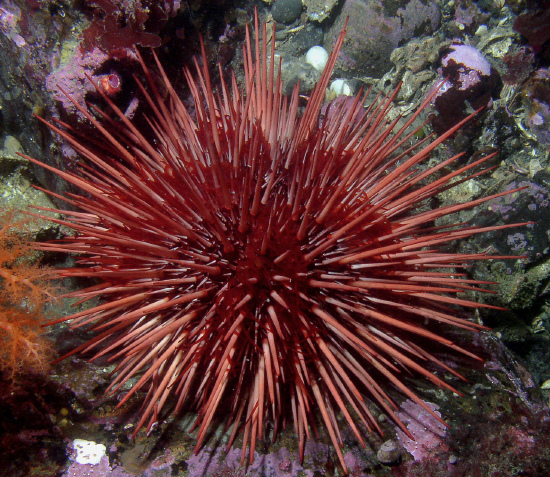  Strongylocentrotus franciscanus (Purple Urchin)